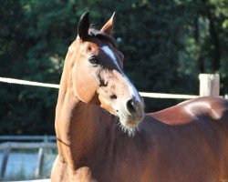 broodmare Rapsodie de Brecey (Selle Français, 2005, from Robin II Z)