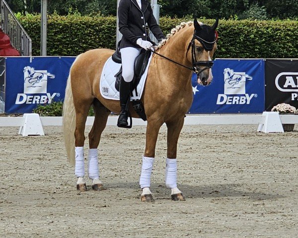 stallion DJ Gold (German Riding Pony, 2020, from D-Gold AT NRW)