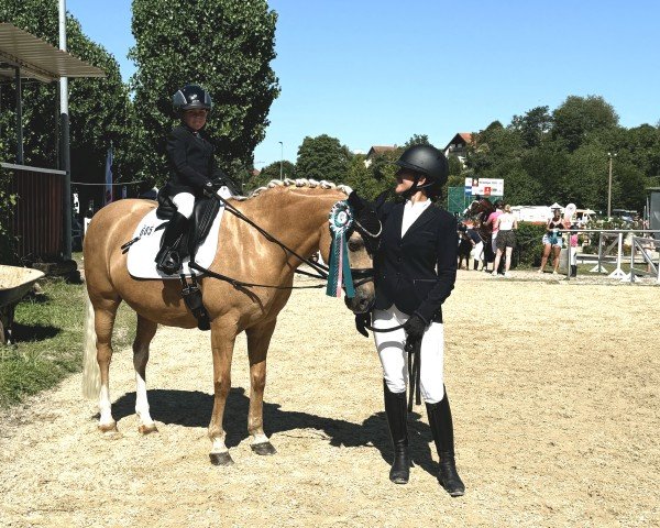 Dressurpferd Singold's Darus (Deutsches Reitpony, 2006, von Depardieu)