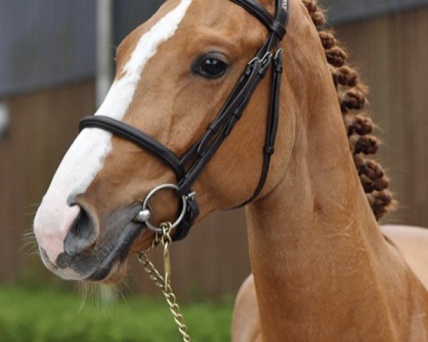 jumper Umalou BVK (Belgian Warmblood, 2020, from Diamant de Semilly)