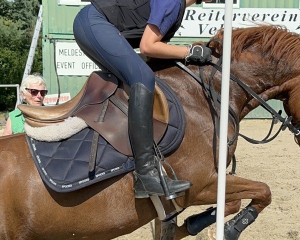 jumper De Roodwilligen Rinske (New Forest Pony, 2012)