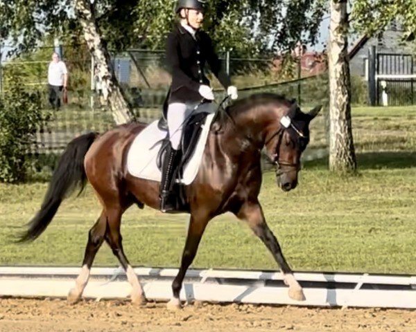 dressage horse Nacho 50 (German Riding Pony, 2020, from Neverland WE)