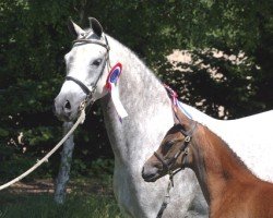 broodmare Sissi (Nederlands Welsh Ridepony, 1998, from Pitchwood Moonshine)