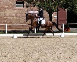 dressage horse Fiorelly H (German Sport Horse, 2019, from Franklin)