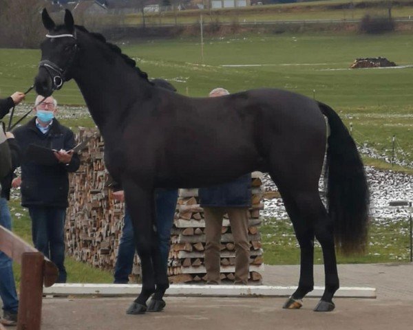 stallion Fürstensturm (Hanoverian, 2017, from Fürstenball)