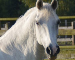 dressage horse Tornado 181 (German Riding Pony, 1995, from Legat)