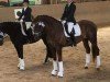 dressage horse Phoenix Son of Fire (Württemberger, 2009, from Florencio I)