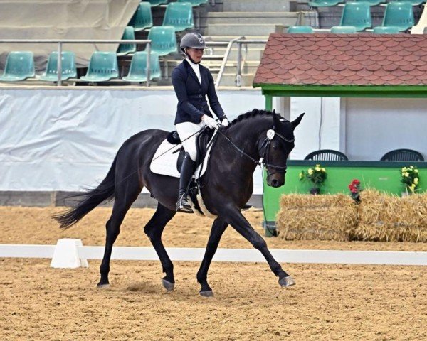 Dressurpferd Tempelkult (Trakehner, 2013, von Kaiserkult TSF)