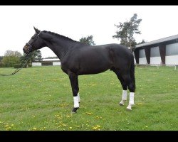 dressage horse Tarophino (Oldenburg, 2012, from Totilas)