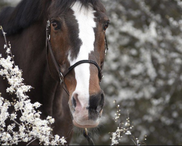 Springpferd My Mohill Clover (Irish Sport Horse, 2006)