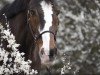 jumper My Mohill Clover (Irish Sport Horse, 2006)