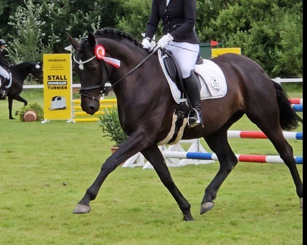 dressage horse Fee 1024 (Hanoverian, 2017, from Floris Prince)