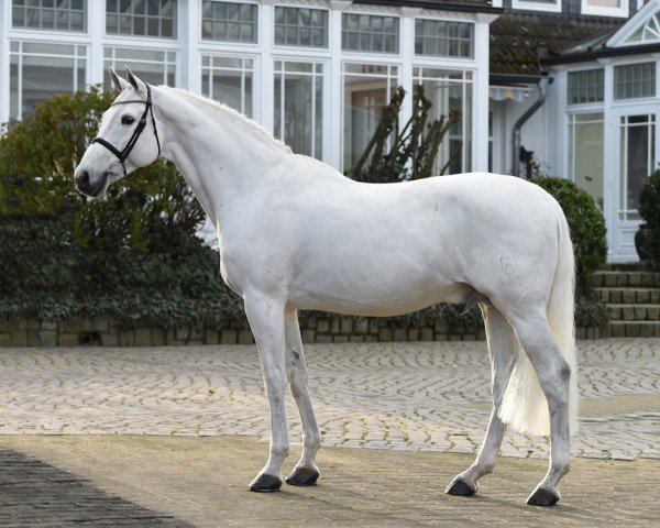 stallion Colman (Hanoverian, 1911, from Colorado)