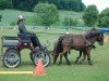 dressage horse Bubi vom Schedetal (German Classic Pony, 2019)