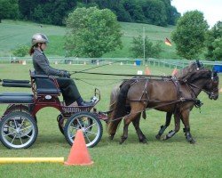 dressage horse Bubi vom Schedetal (German Classic Pony, 2019)