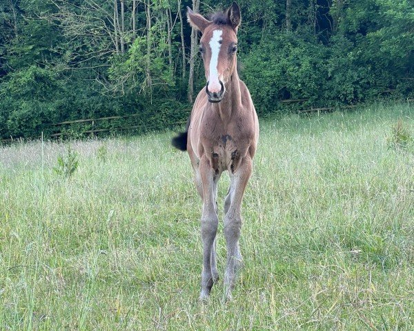 foal by Bon Atina DL (Oldenburg, 2024, from Bon Joker)