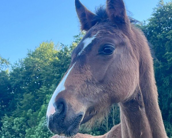 foal by Edward Harbor DL (Oldenburg, 2024, from Erdinger)