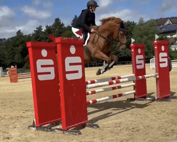 jumper Kora D'Or (Irish Sport Horse, 2018, from Koro d'Or)