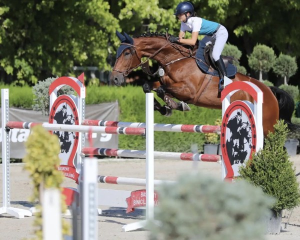 jumper Douglas D' Amour Z (Zangersheide riding horse, 2016, from Douglas)