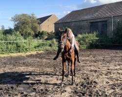 broodmare Unessa's Prinzess (Thoroughbred,  , from Next Desert xx)