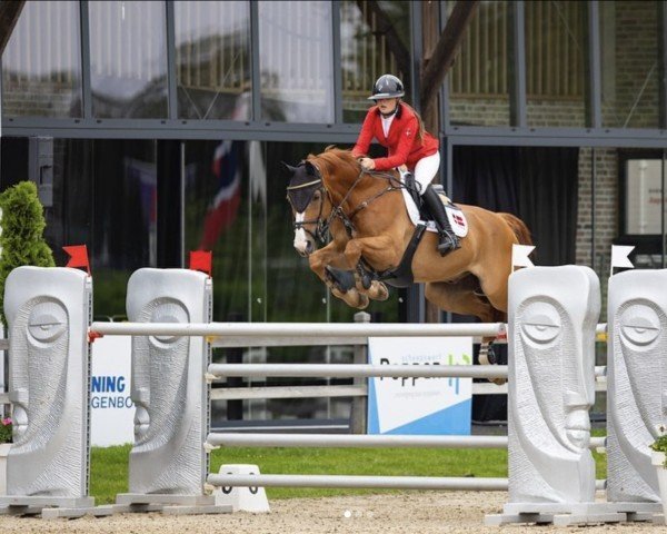 Springpferd Errando (Belgisches Warmblut, 2004, von Argentinus)