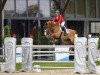 jumper Errando (Belgian Warmblood, 2004, from Argentinus)