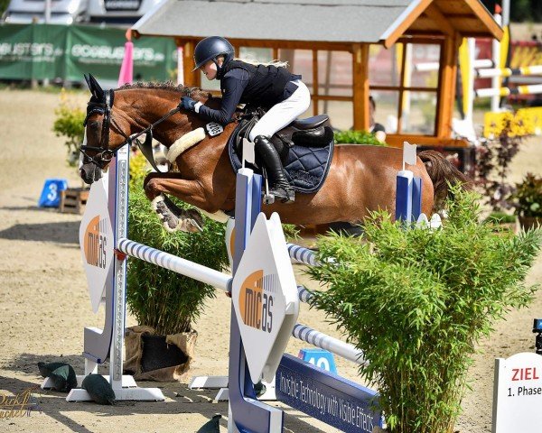 Springpferd Raising Storm (Deutsches Reitpony, 2008, von Oosteinds Ricky)