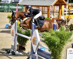 Springpferd Raising Storm (Deutsches Reitpony, 2008, von Oosteinds Ricky)