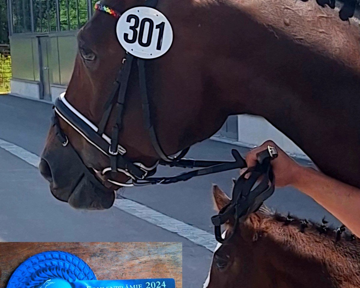 jumper Ruby Ramazotti (Oldenburg show jumper, 2024, from Chin Chin's Erbe)