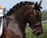 dressage horse Manitou Nero XV (Noric, 2015)