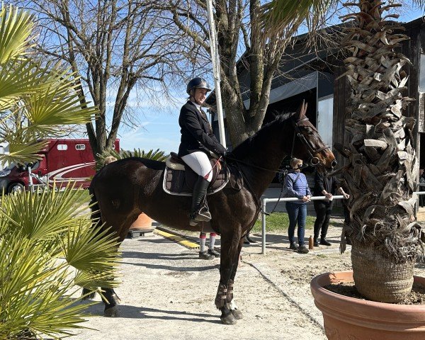 Springpferd Mara Un CH (Schweizer Warmblut, 2017, von I'm Special de Muze)