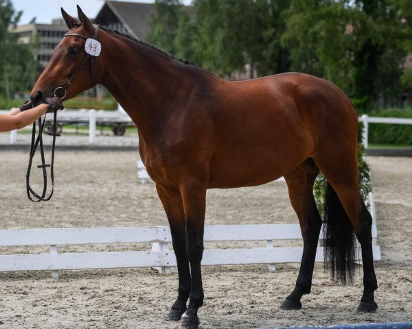 jumper Jolinesse Un CH (Swiss Warmblood, 2016, from Cash and Carry)