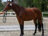 Springpferd Jolinesse Un CH (Schweizer Warmblut, 2016, von Cash and Carry)