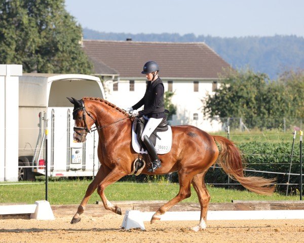 dressage horse Quentin K 3 (unknown, 2019)