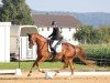 dressage horse Quentin K 3 (Hanoverian, 2019)