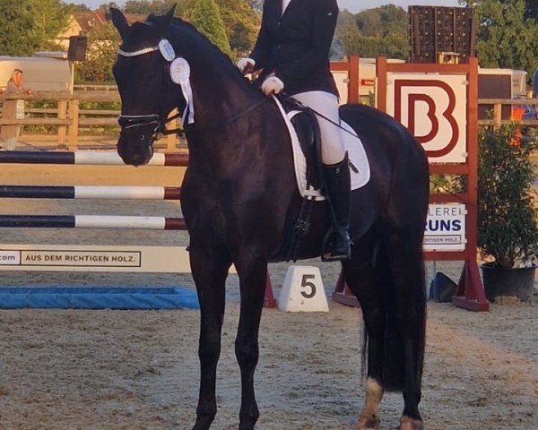 dressage horse Franklin D. Roosevelt (Oldenburg, 2019, from Fantastic)