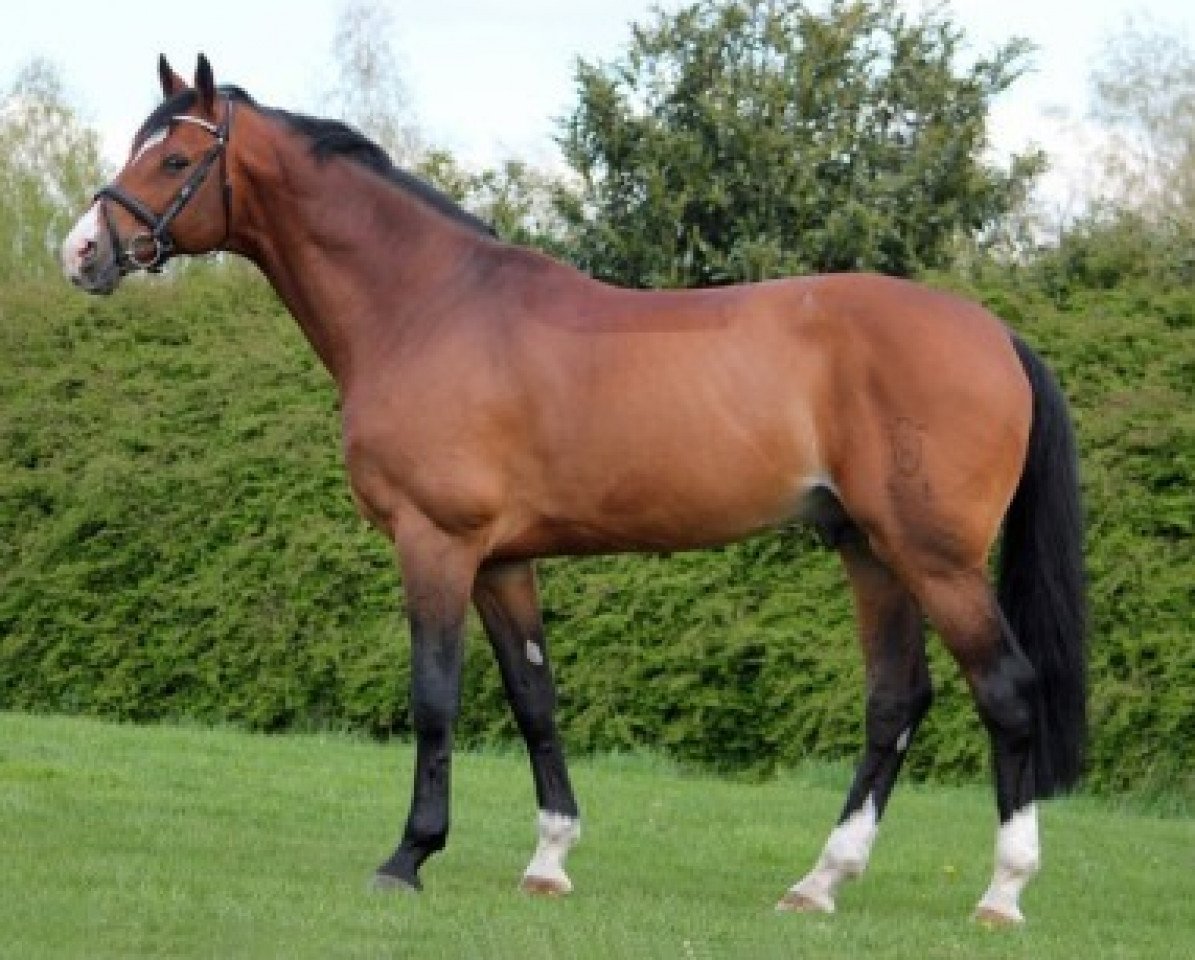 Deckhengst Catoki (Holsteiner, 1998, von Cambridge)