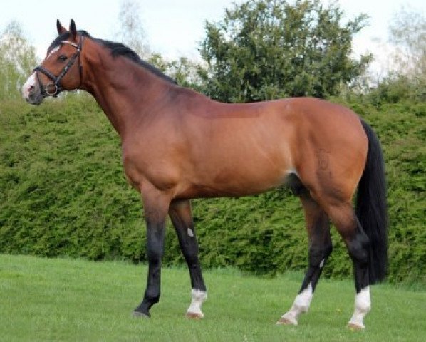 stallion Catoki (Holsteiner, 1998, from Cambridge)