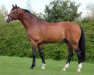 stallion Catoki (Holsteiner, 1998, from Cambridge)