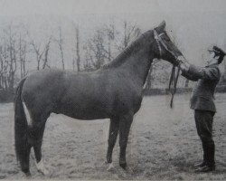 Deckhengst Nektar Mo 1308 (Trakehner, 1969, von Neujahr Mo 1178)