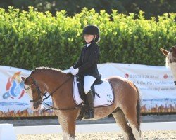 dressage horse Lutkeveldt Steven (Welsh, 2018)