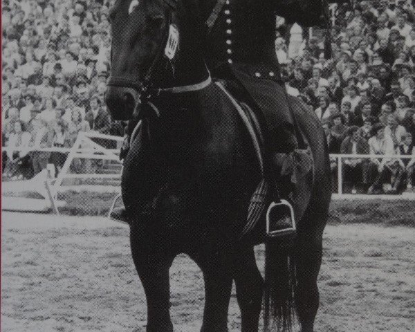 stallion Frohsinn Mo 1246 (Heavy Warmblood, 1965, from Friedolf Mo 1146)