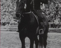 stallion Frohsinn Mo 1246 (Heavy Warmblood, 1965, from Friedolf Mo 1146)