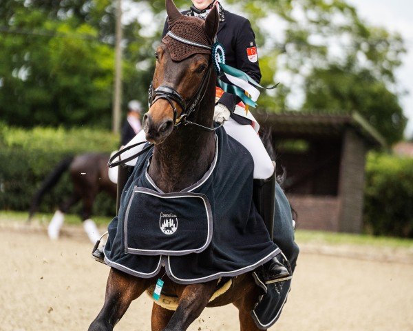 dressage horse Benito Km (German Sport Horse, 2016, from Beniro)