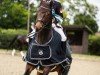 dressage horse Benito Km (German Sport Horse, 2016, from Beniro)