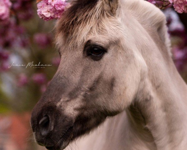 horse Ursula (Fjord Horse, 1999, from Max)