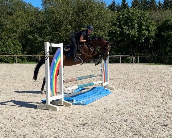 jumper Charisma (Hanoverian, 2017, from Coupe Gold)