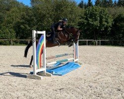 jumper Charisma 293 (Hanoverian, 2017, from Coupe Gold)