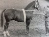 stallion Ginster III Mo 408 (Alt-Oldenburger / Ostfriesen, 1945, from Goldemar Mo 383 (OF 1792))