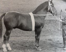 stallion Ginster III Mo 408 (Alt-Oldenburger / Ostfriesen, 1945, from Goldemar Mo 383 (OF 1792))